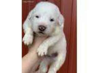 Great Pyrenees Puppy for sale in Alma, GA, USA