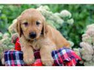 Golden Retriever Puppy for sale in Millersburg, OH, USA