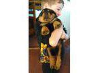 Rottweiler Puppy for sale in Reidsville, GA, USA
