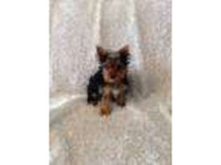 Yorkshire Terrier Puppy for sale in Winter Springs, FL, USA