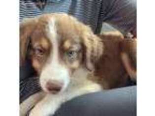 Border Collie Puppy for sale in Urbana, IL, USA