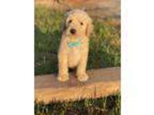 Goldendoodle Puppy for sale in Hanford, CA, USA