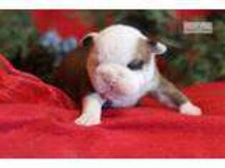 Bulldog Puppy for sale in Lexington, KY, USA