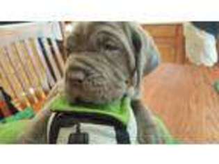Mastiff Puppy for sale in Independence, MO, USA