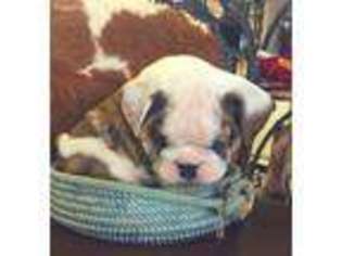 Bulldog Puppy for sale in Sapulpa, OK, USA