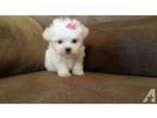 Maltese Puppy for sale in PAINT LICK, KY, USA
