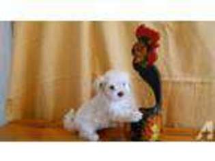 Maltese Puppy for sale in HOLLYWOOD, FL, USA