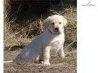 Labrador Retriever Puppy for sale in North Platte, NE, USA