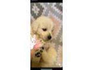 Golden Retriever Puppy for sale in New Ulm, TX, USA