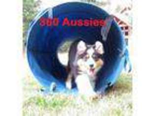 Australian Shepherd Puppy for sale in Newport, WA, USA
