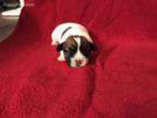 Jack Russell Terrier Puppy for sale in Huntington, AR, USA