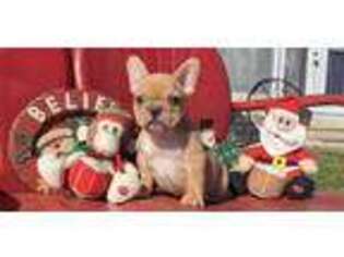 French Bulldog Puppy for sale in Clarita, OK, USA
