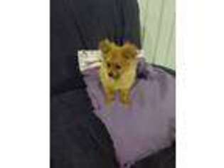 Pomeranian Puppy for sale in South Whitley, IN, USA