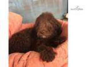 Goldendoodle Puppy for sale in Kansas City, MO, USA