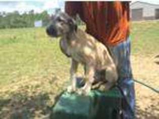 Irish Wolfhound Puppy for sale in Garrett, IN, USA