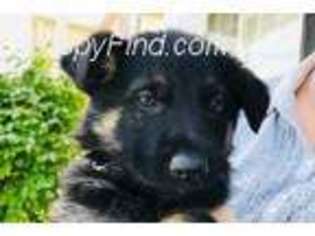 German Shepherd Dog Puppy for sale in Eagle Mountain, UT, USA