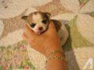 Chihuahua Puppy for sale in FORT WORTH, TX, USA