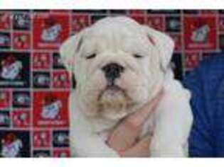 Bulldog Puppy for sale in Fayetteville, GA, USA