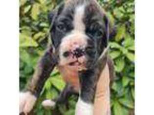 Boxer Puppy for sale in Maple Valley, WA, USA