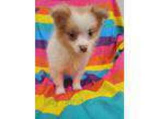 Pomeranian Puppy for sale in Springboro, OH, USA