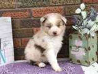 Miniature Australian Shepherd Puppy for sale in Colon, NE, USA