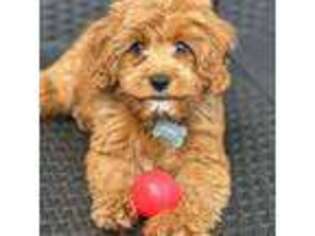 Cavapoo Puppy for sale in Boca Raton, FL, USA