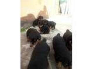 Rottweiler Puppy for sale in Santa Ana, CA, USA