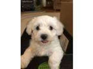 Bichon Frise Puppy for sale in Sunbury, PA, USA