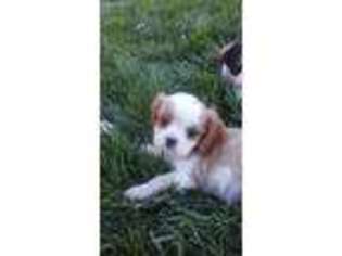 Cavalier King Charles Spaniel Puppy for sale in Tehachapi, CA, USA