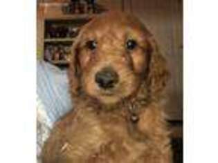 Irish Setter Puppy for sale in Loveland, OH, USA