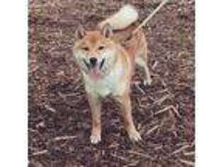 Shiba Inu Puppy for sale in Eugene, OR, USA