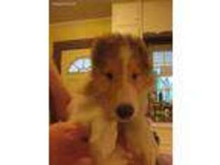 Collie Puppy for sale in Star, NC, USA