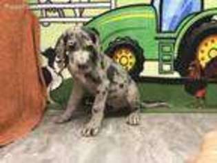 Great Dane Puppy for sale in Morehead, KY, USA