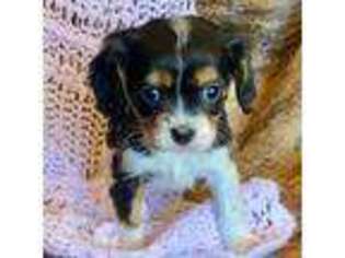 Cavalier King Charles Spaniel Puppy for sale in Woodward, OK, USA