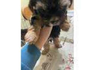 Yorkshire Terrier Puppy for sale in Inglewood, CA, USA
