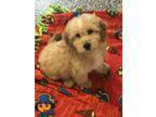 Goldendoodle Puppy for sale in Gurnee, IL, USA