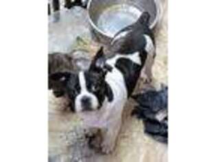 Boston Terrier Puppy for sale in Clarksville, TN, USA