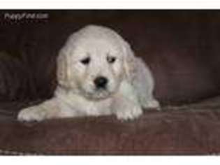 Golden Retriever Puppy for sale in Winchester, OH, USA