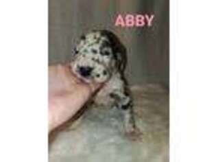 Great Dane Puppy for sale in Greenville, SC, USA