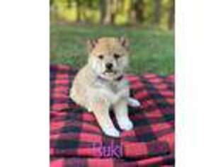 Shiba Inu Puppy for sale in Kinzers, PA, USA