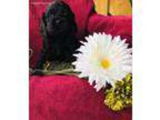 Cocker Spaniel Puppy for sale in Buhl, ID, USA