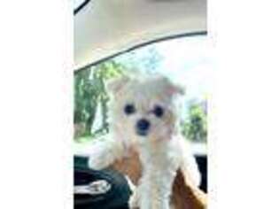 Maltese Puppy for sale in Hanover, MD, USA