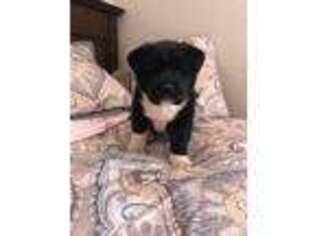 Akita Puppy for sale in Somerset, NJ, USA