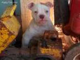 American Bulldog Puppy for sale in Galt, CA, USA