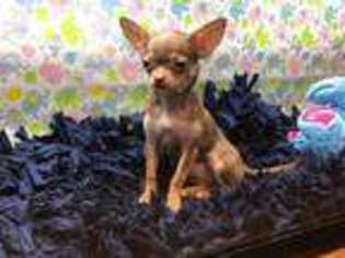 Chihuahua Puppy for sale in Columbus, TX, USA