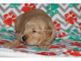 Golden Retriever Puppy for sale in Bokchito, OK, USA