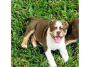 Olde English Bulldogge Puppy for sale in Homestead, FL, USA