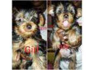 Yorkshire Terrier Puppy for sale in HARTFORD, CT, USA