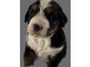 Mutt Puppy for sale in Lampasas, TX, USA