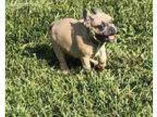 French Bulldog Puppy for sale in Liberal, MO, USA